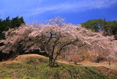 福美桜