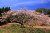 福美桜