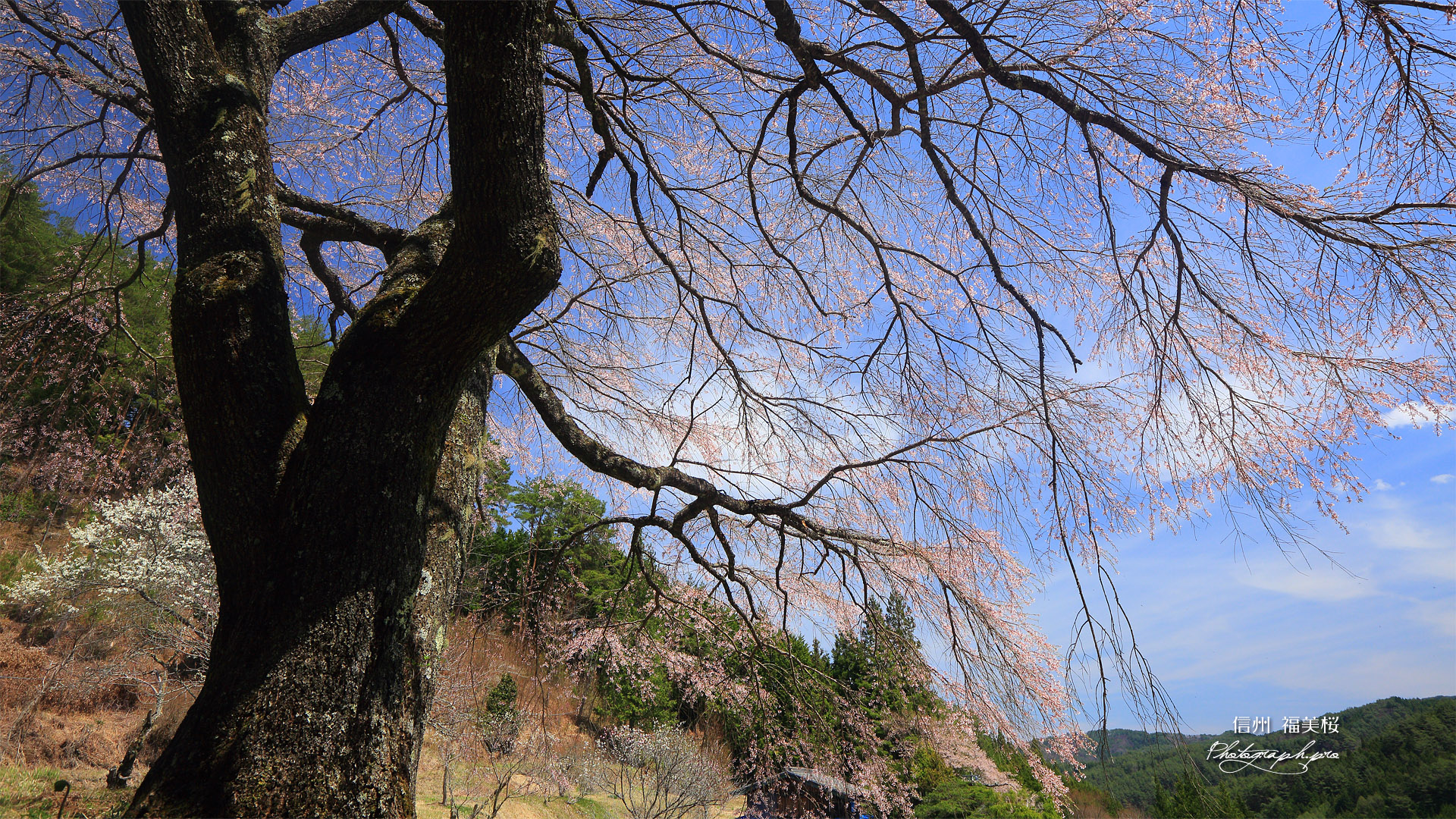 福美桜