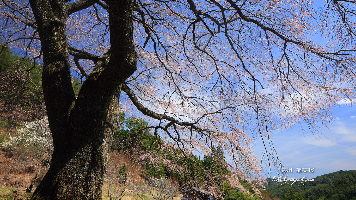 福美桜 壁紙