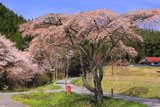 銀一桜