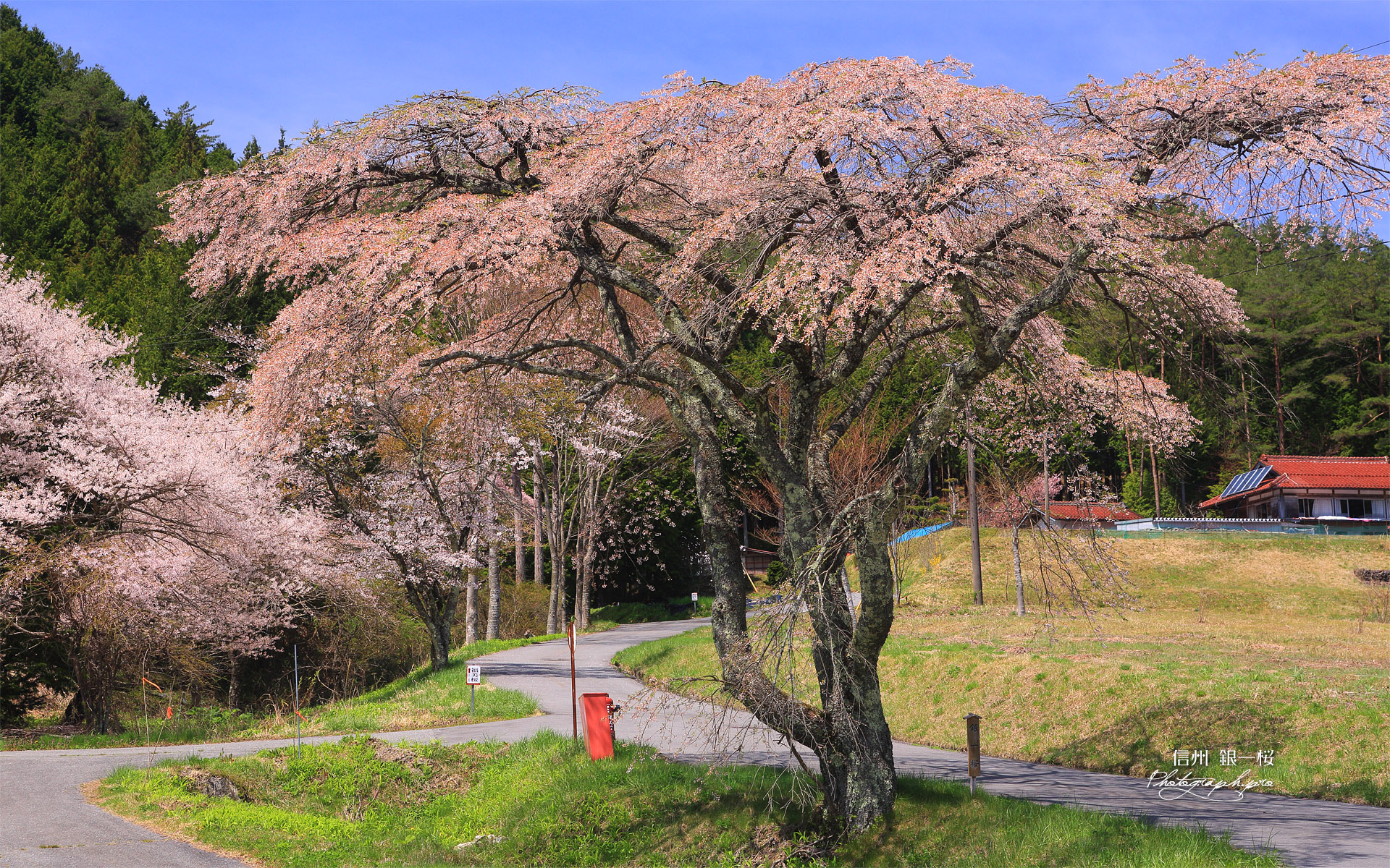銀一桜
