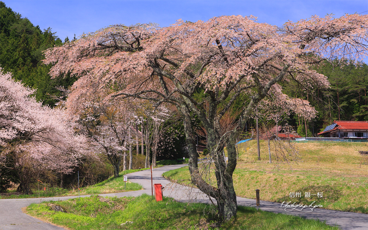 銀一桜 壁紙