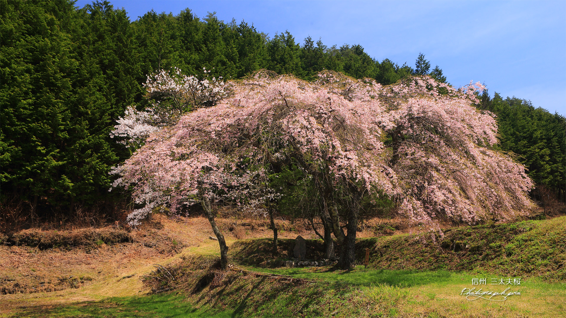 三太夫桜
