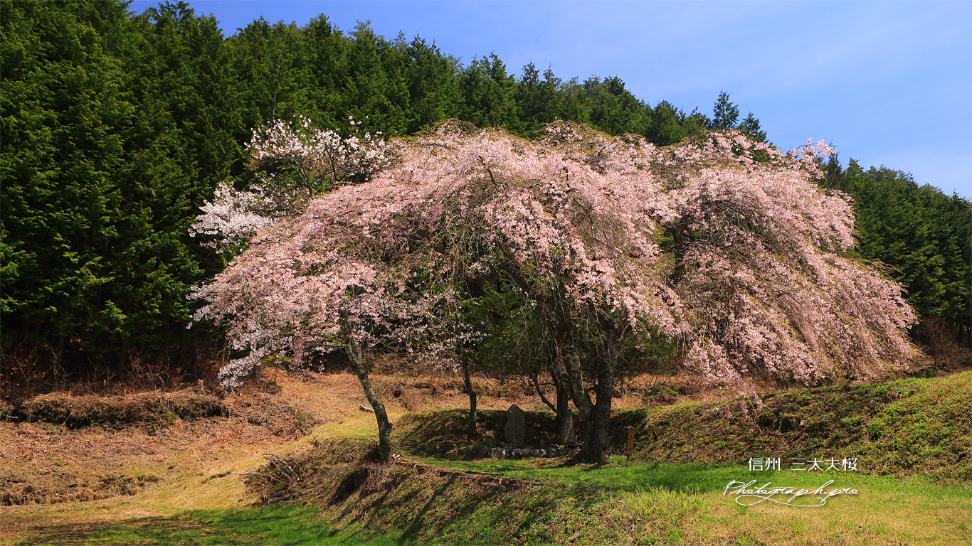 三太夫桜 壁紙