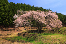 三太夫桜