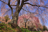 宝蔵寺の桜