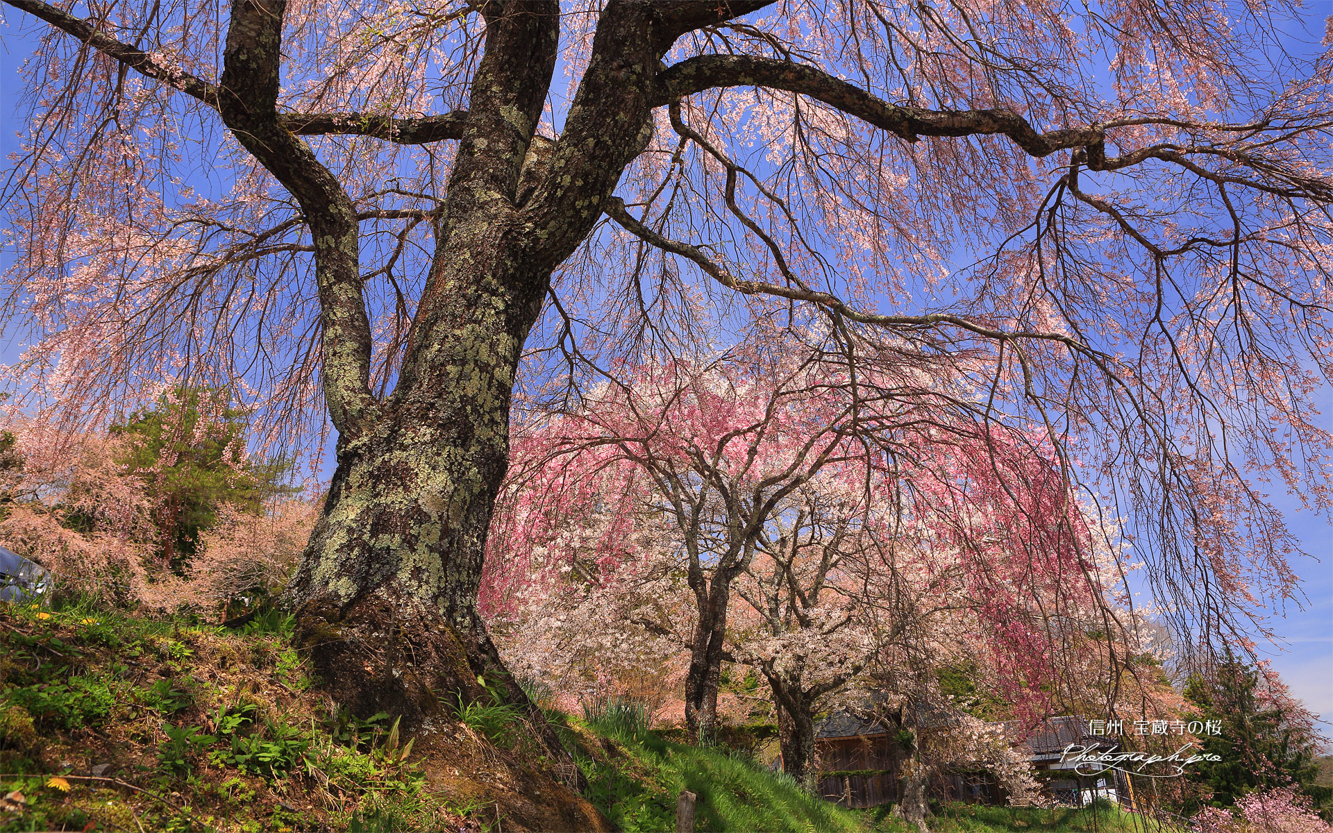 宝蔵寺の桜
