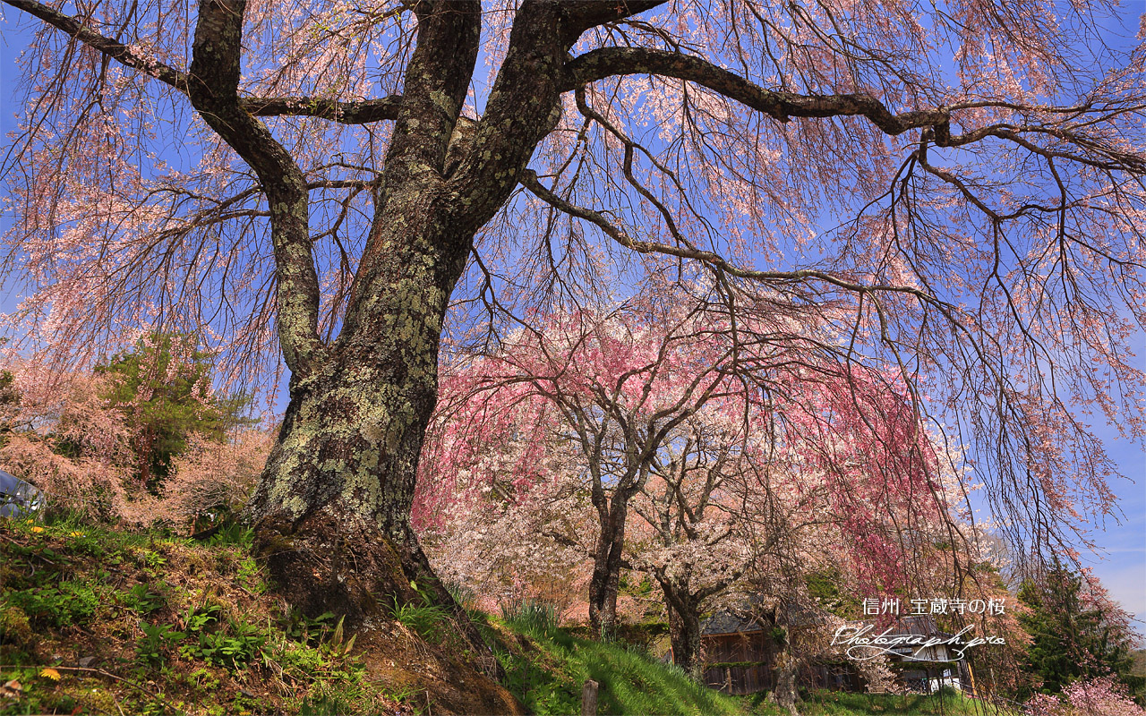 宝蔵寺の桜 壁紙