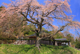 観音堂の桜