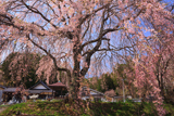 宝蔵寺の桜