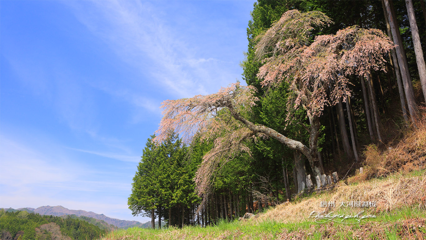 大河原淵桜 壁紙