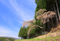 大河原淵桜