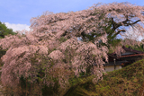 与助の桜