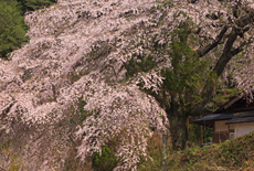 与助の桜