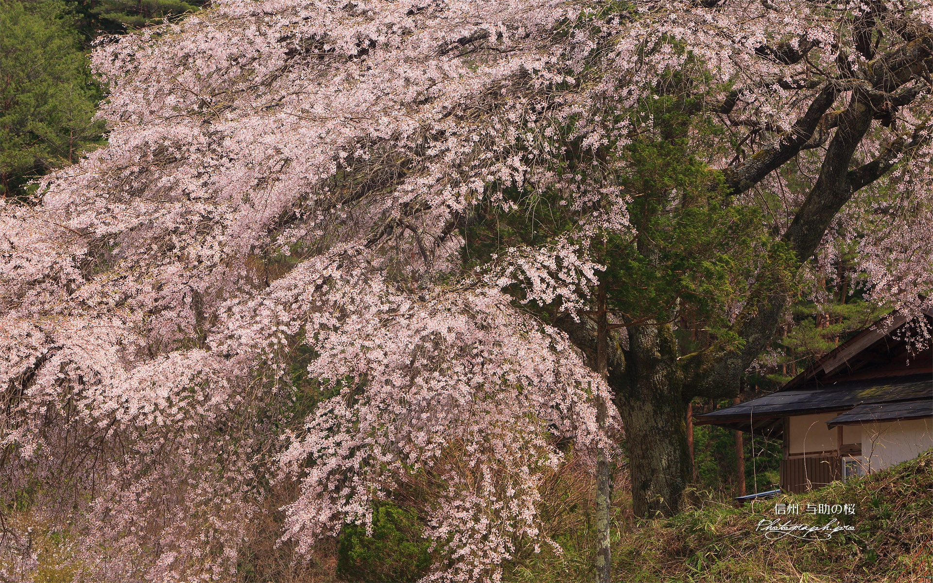 与助の桜