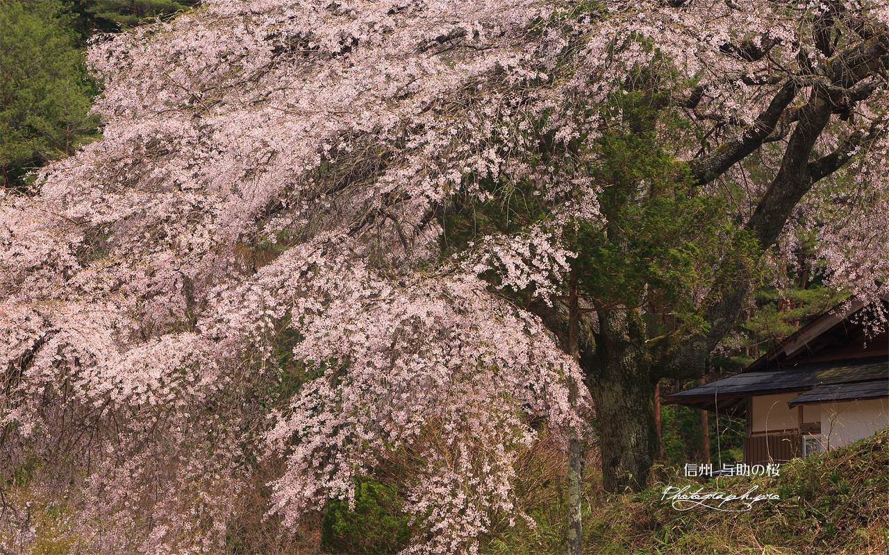 与助の桜 壁紙