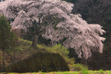 与助のしだれ桜