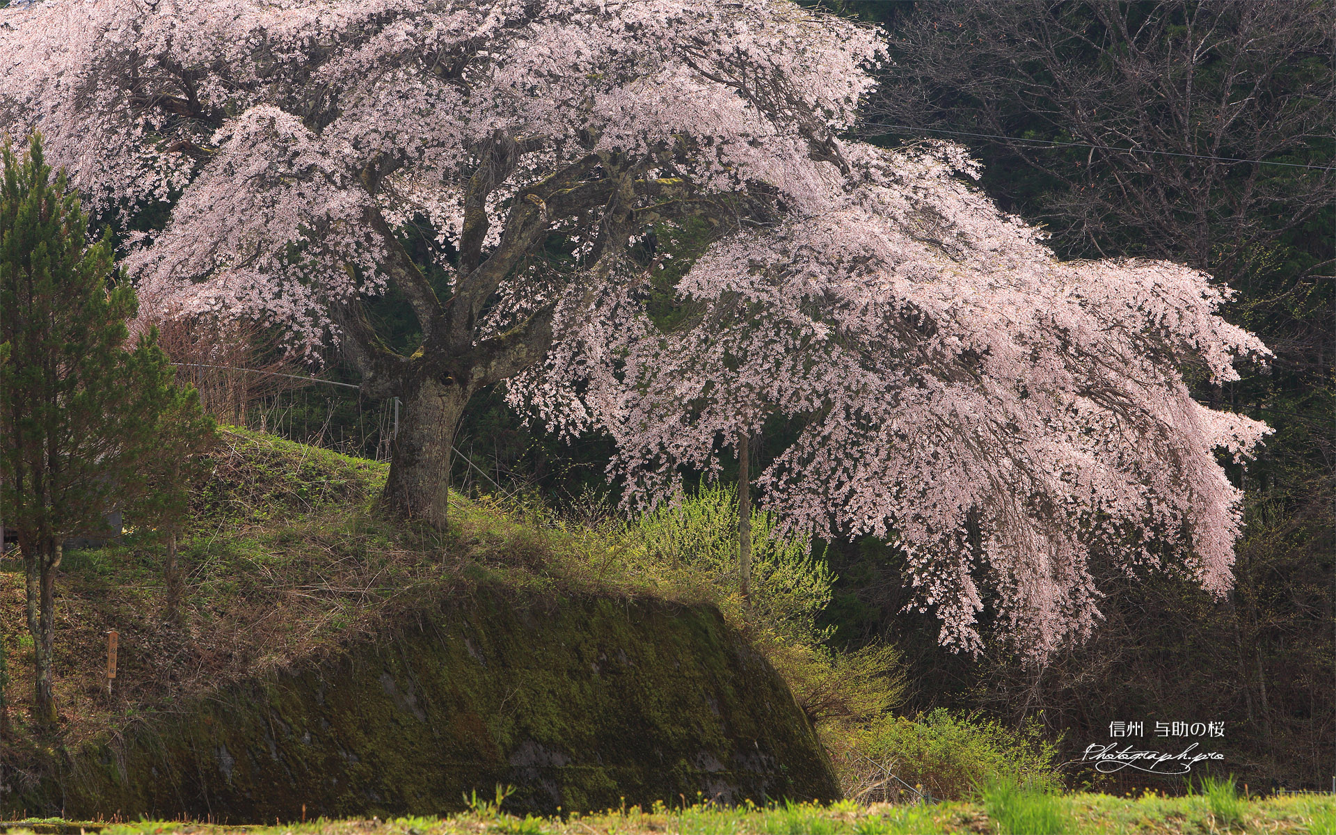与助のしだれ桜