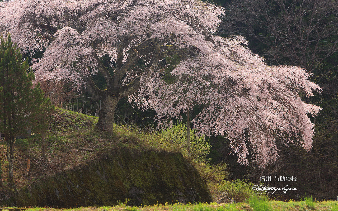 与助のしだれ桜 壁紙