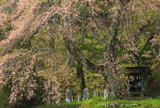 神重の桜