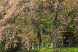 神重の桜
