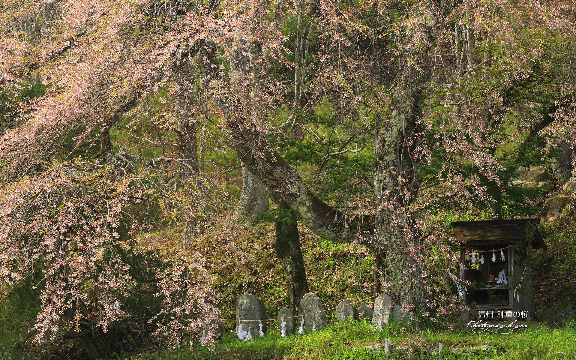 神重の桜
