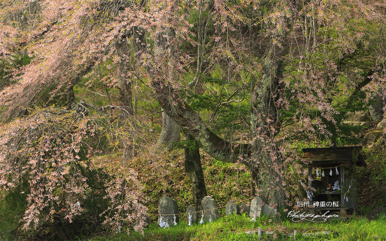神重の桜 壁紙