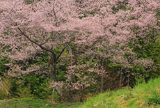 大向の桜