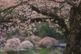 大向の桜