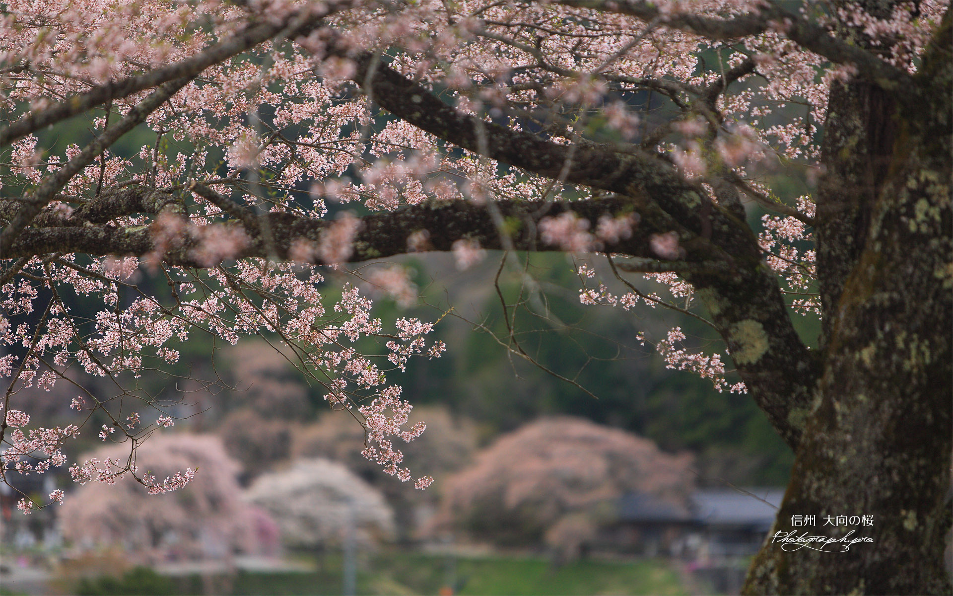 大向の桜