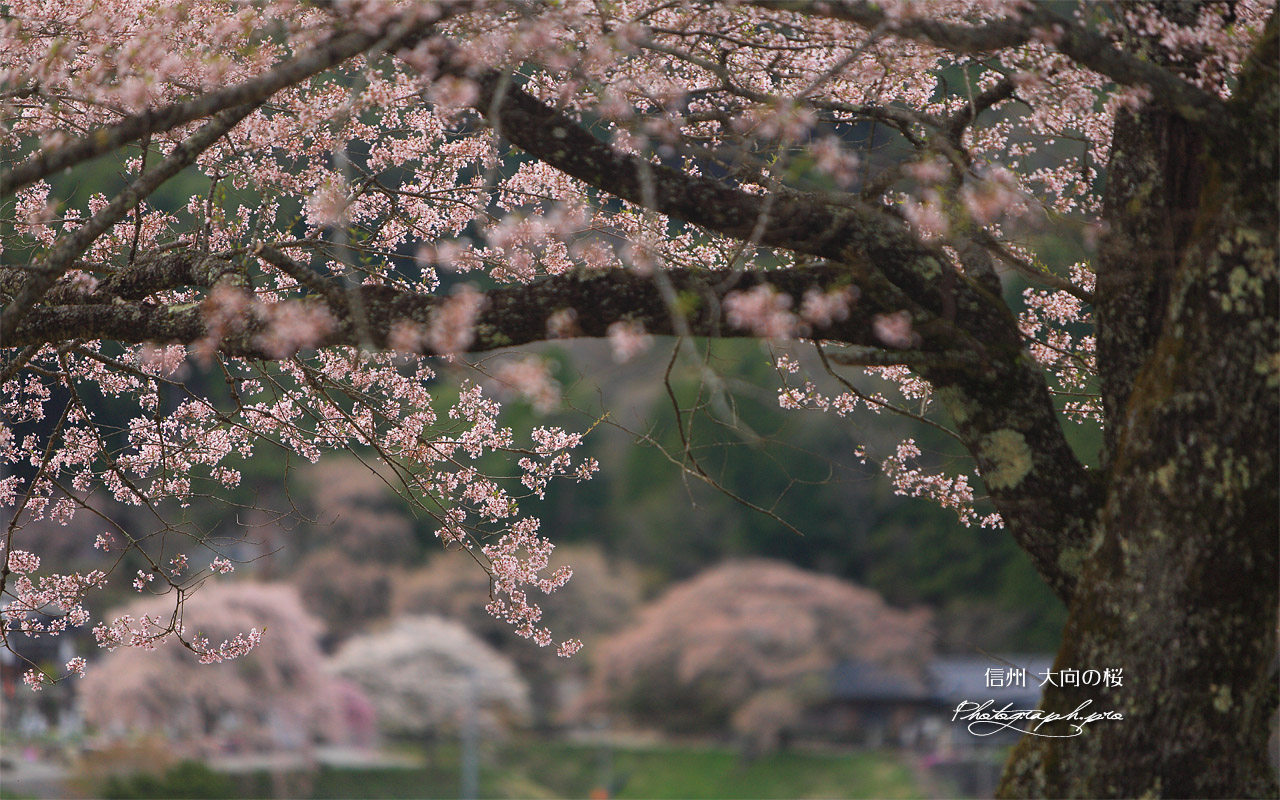 大向の桜 壁紙