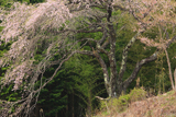 大向のしだれ桜