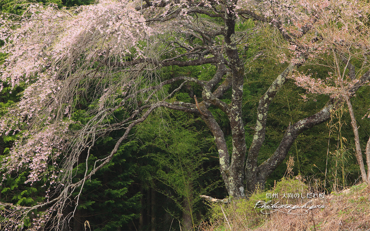 大向のしだれ桜 壁紙