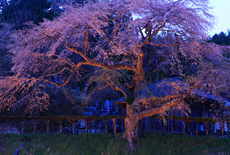 観音堂の桜