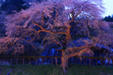 観音堂の桜