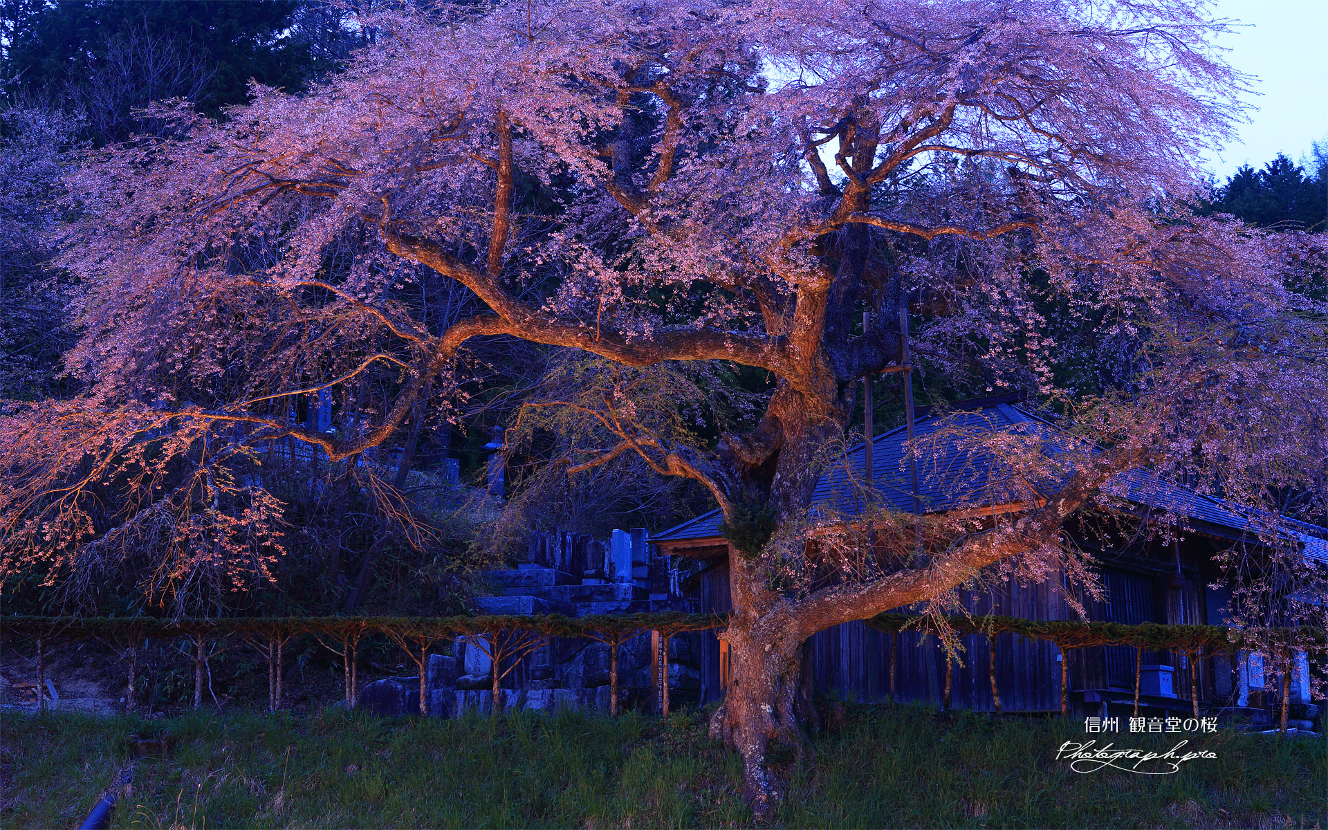 観音堂の桜