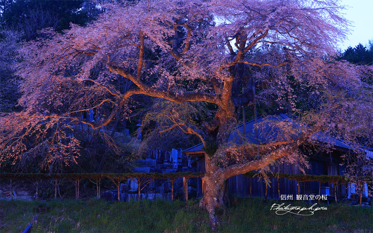 観音堂の桜 壁紙