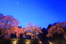 宝蔵寺の桜