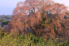 川手家の枝垂れ桜