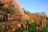 川手家の枝垂れ桜