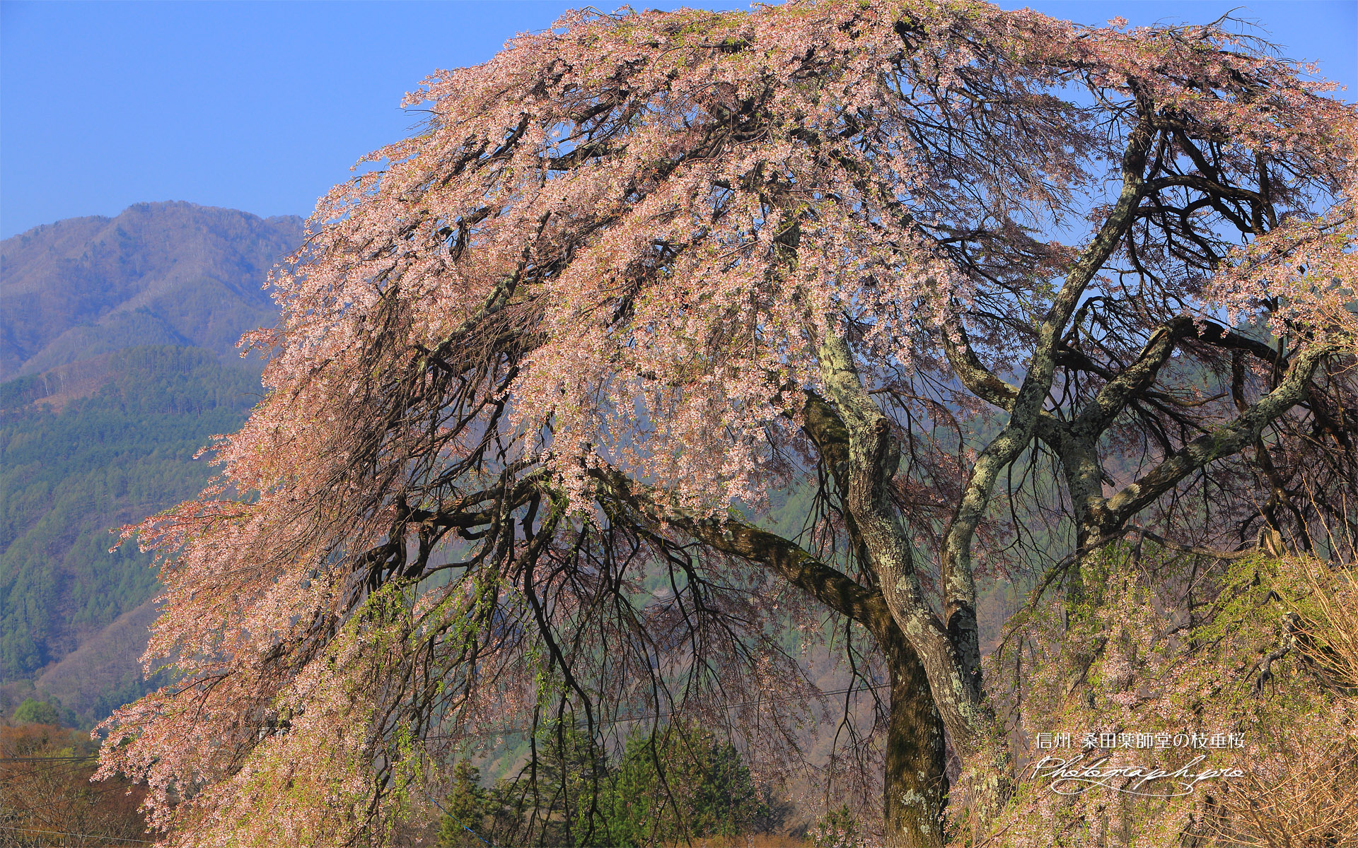 桑田薬師堂の枝垂桜