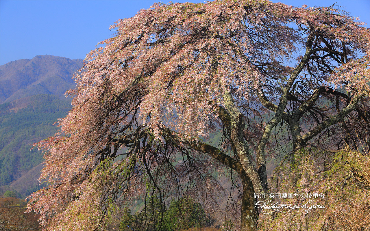 桑田薬師堂の枝垂桜 壁紙