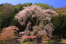 水上熊野神社のしだれ桜