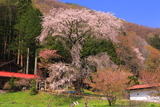 水上熊野神社のしだれ桜