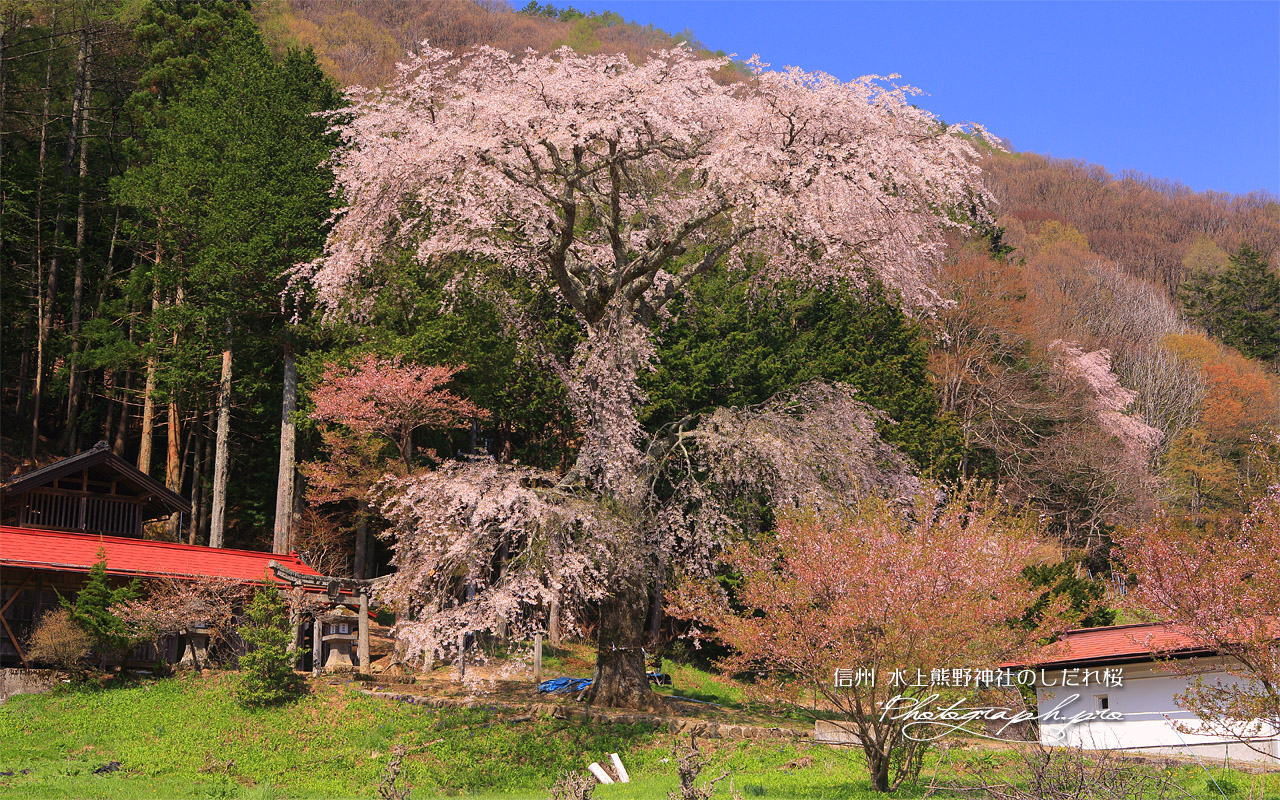 水上熊野神社のしだれ桜 壁紙