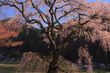 水上熊野神社のシダレザクラ