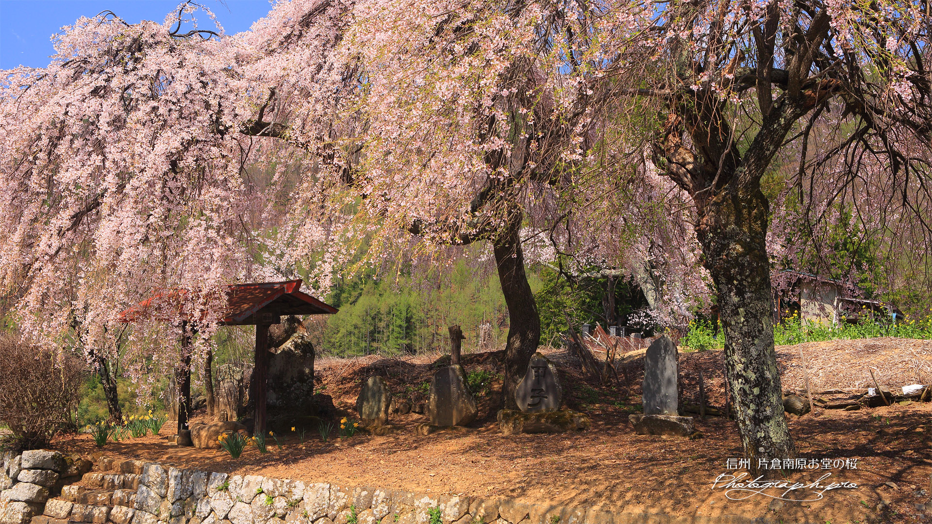 片倉南原お堂の桜