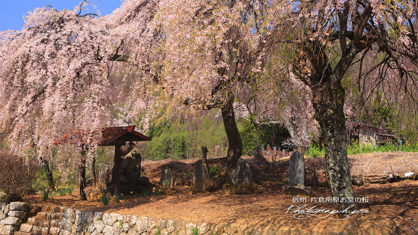 片倉南原お堂の桜 壁紙