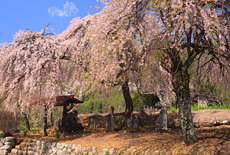 片倉南原お堂の桜